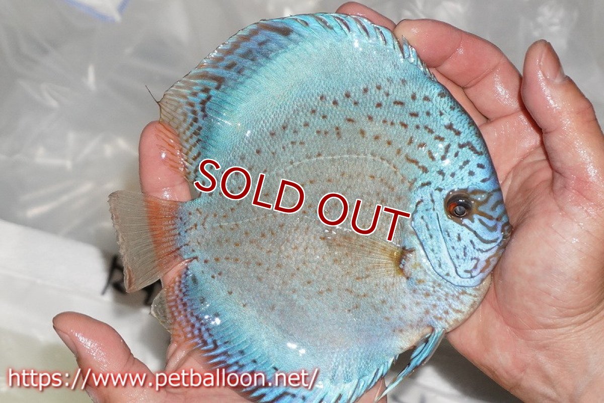 画像4: 【ディスカス】【通販】スポッテッドロイヤルブルーサクラ ハイフォーム（初入荷  ニューストレイン）【個体ペア販売】16-17cm（生体）マレーシア　NAディスカスファーム (4)