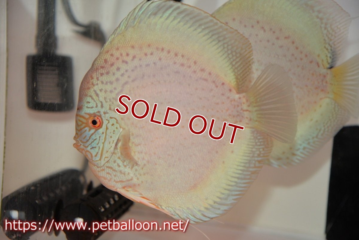 画像5: 【ディスカス】【通販】スポッテッドロイヤルブルーサクラ ハイフォーム（初入荷  ニューストレイン）【個体ペア販売】16-17cm（生体）マレーシア　NAディスカスファーム (5)