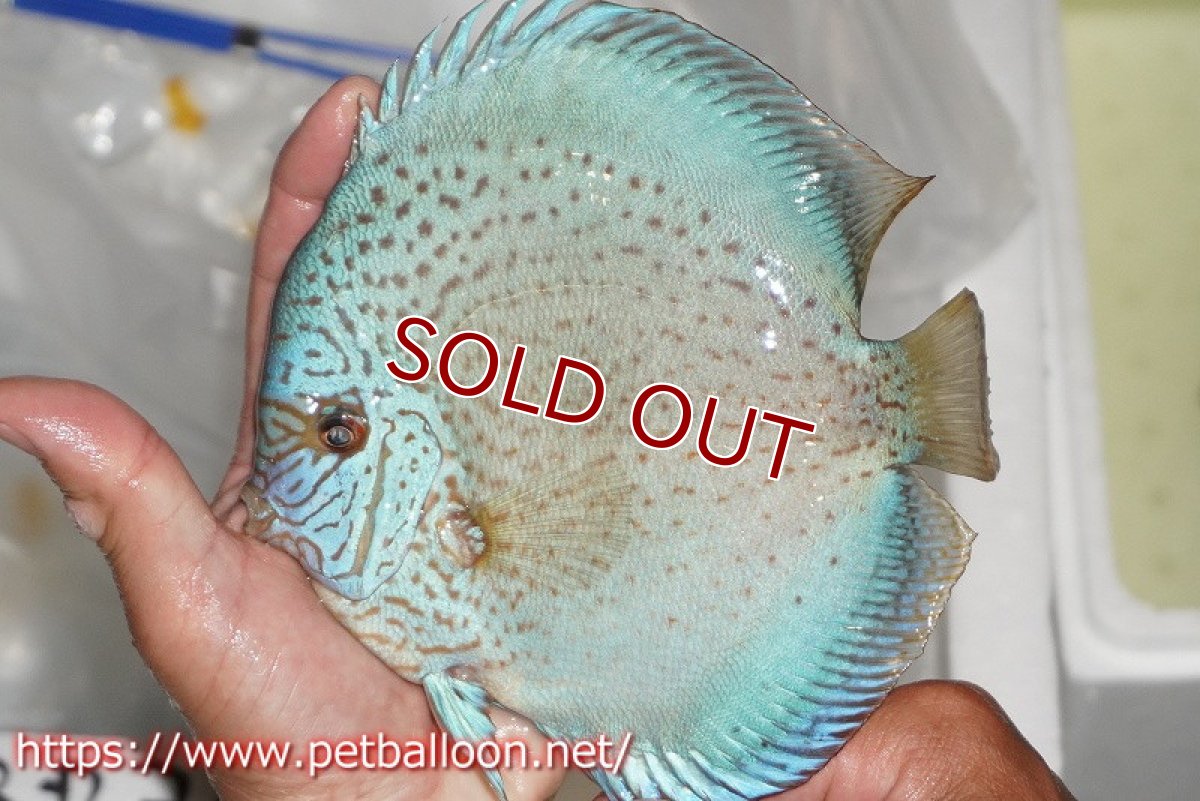 画像6: 【ディスカス】【通販】スポッテッドロイヤルブルーサクラ ハイフォーム（初入荷  ニューストレイン）【個体ペア販売】16-17cm（生体）マレーシア　NAディスカスファーム (6)