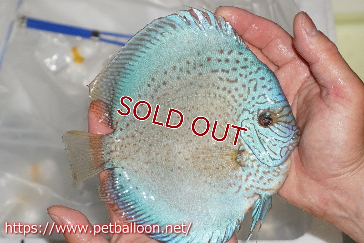 画像7: 【ディスカス】【通販】スポッテッドロイヤルブルーサクラ ハイフォーム（初入荷  ニューストレイン）【個体ペア販売】16-17cm（生体）マレーシア　NAディスカスファーム (7)