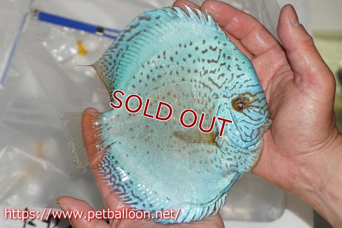 画像4: 【ディスカス】【通販】スポッテッドロイヤルブルーサクラ ハイフォーム（初入荷  ニューストレイン）【個体ペア販売】16-17cm（生体）マレーシア　NAディスカスファーム (4)