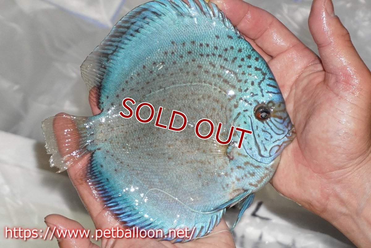 画像7: 【ディスカス】【通販】スポッテッドロイヤルブルーサクラ ハイフォーム（初入荷  ニューストレイン）【個体ペア販売】16-17cm（生体）マレーシア　NAディスカスファーム (7)