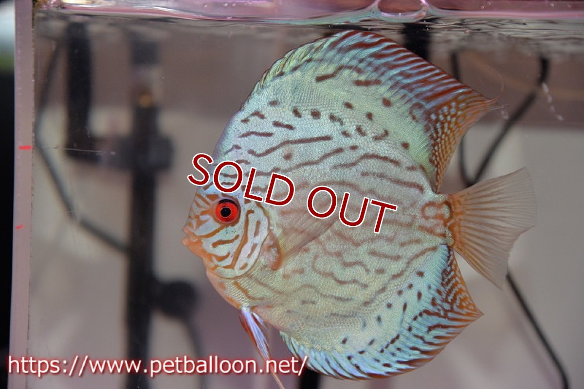 画像2: 【ディスカス】【通販】【産卵経験あり】ジャイアントブルーフローラ　ハイフォーム（ワイドラインパターン）【個体ペア販売】13cm（生体）マレーシア　NAディスカスファーム (2)