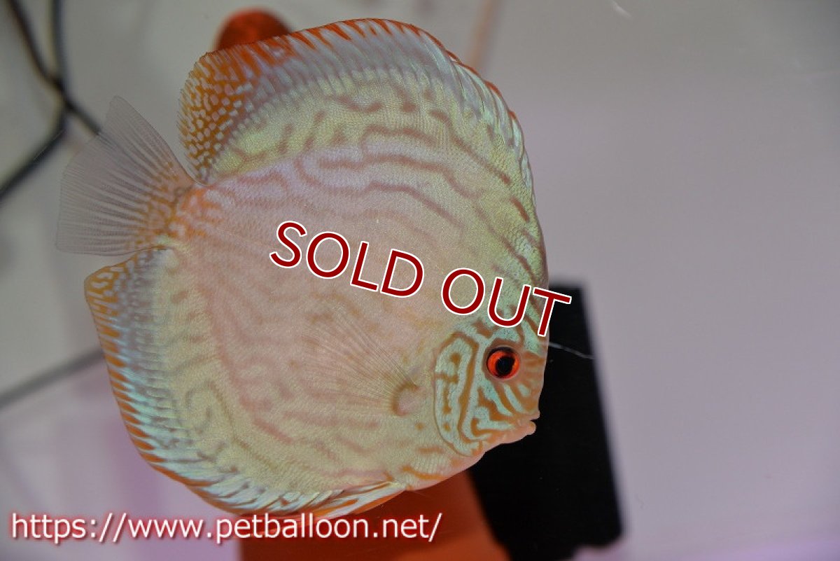 画像5: 【ディスカス】【通販】【産卵経験あり】ジャイアントブルーフローラ　ハイフォーム（ワイドラインパターン）【個体ペア販売】13cm（生体）マレーシア　NAディスカスファーム (5)