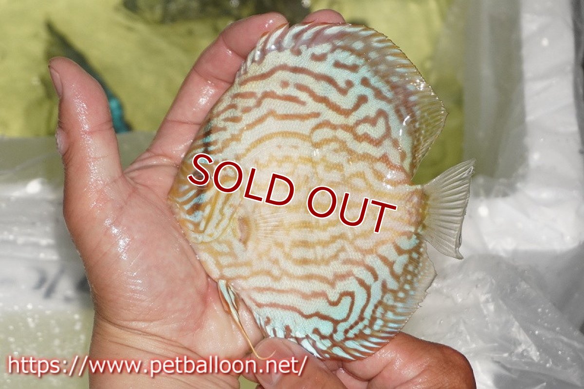 画像6: 【ディスカス】【通販】【産卵経験あり】ジャイアントブルーフローラ　ハイフォーム（ワイドラインパターン）【個体ペア販売】13cm（生体）マレーシア　NAディスカスファーム (6)