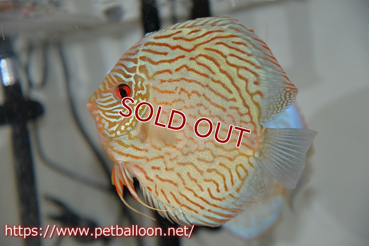 画像2: 【ディスカス】【通販】【産卵孵化経験あり】ジャックワットレーオールドタイプ第三系統【京の匠 直系 国産ブリード】【個体ペア販売】15-16cm（生体） (2)