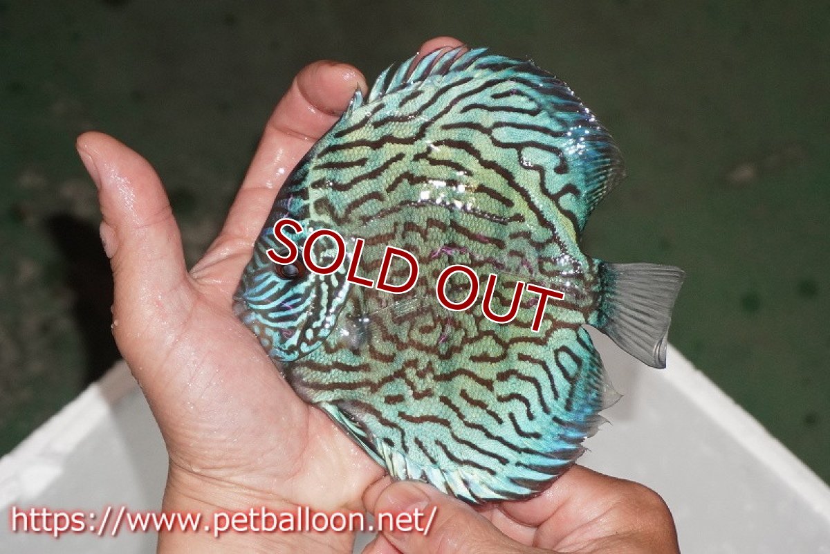 画像3: 【ディスカス】【通販】【産卵孵化経験あり】ジャックワットレーオールドタイプ第三系統【京の匠 直系 国産ブリード】【個体ペア販売】15-16cm（生体） (3)