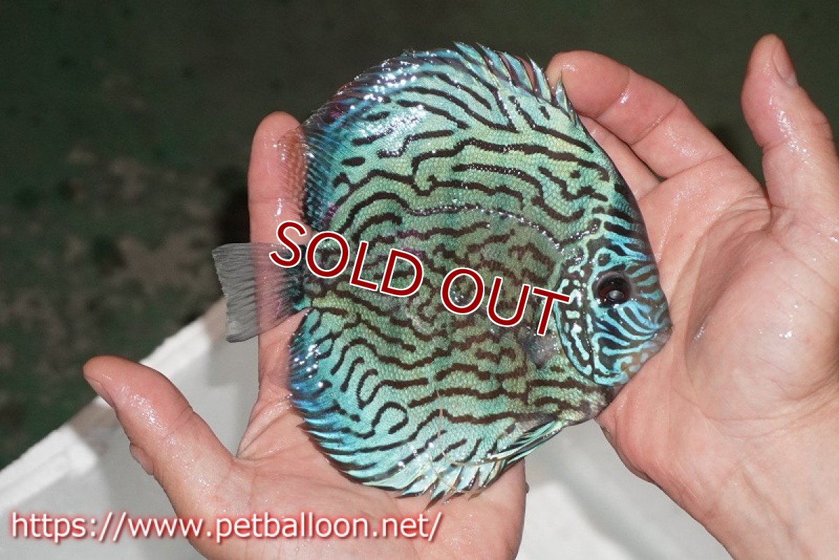 画像4: 【ディスカス】【通販】【産卵孵化経験あり】ジャックワットレーオールドタイプ第三系統【京の匠 直系 国産ブリード】【個体ペア販売】15-16cm（生体） (4)