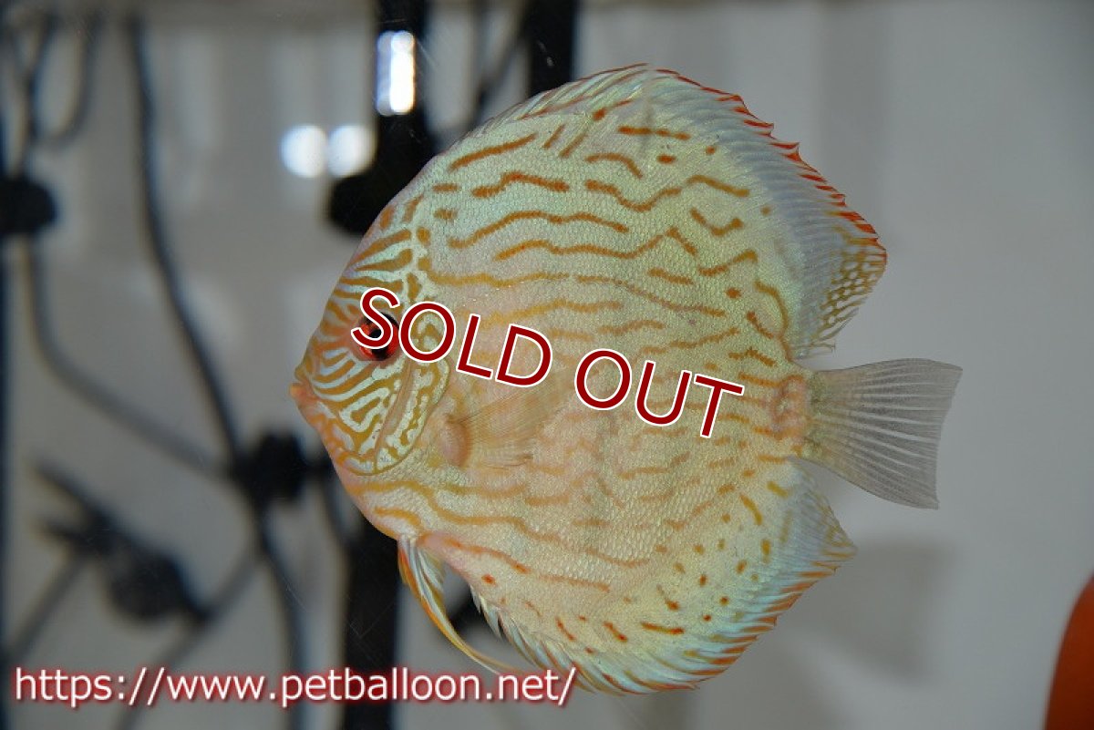 画像5: 【ディスカス】【通販】【産卵孵化経験あり】ジャックワットレーオールドタイプ第三系統【京の匠 直系 国産ブリード】【個体ペア販売】15-16cm（生体） (5)