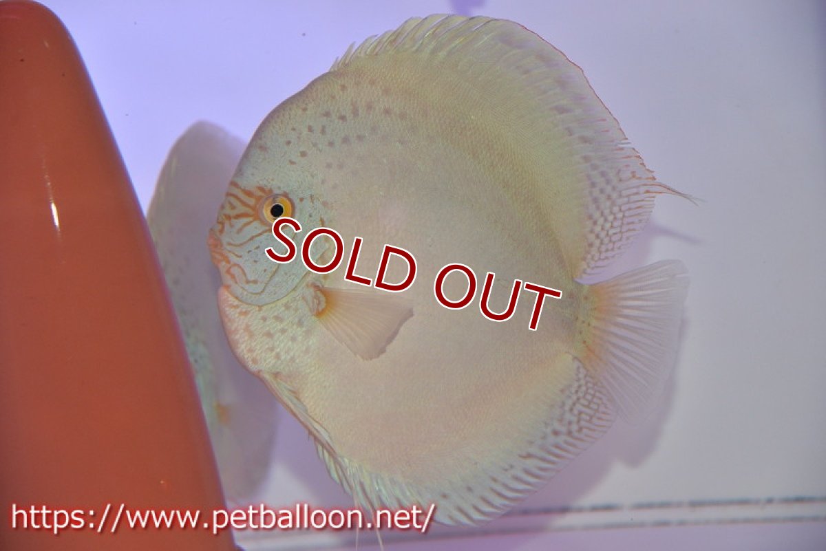 画像2: 【ディスカス】【通販】フルカラージャイアントコバルトブルーターコイズ ハイフォーム【個体ペア販売】17-18cm（生体）マレーシア　NAディスカスファーム (2)