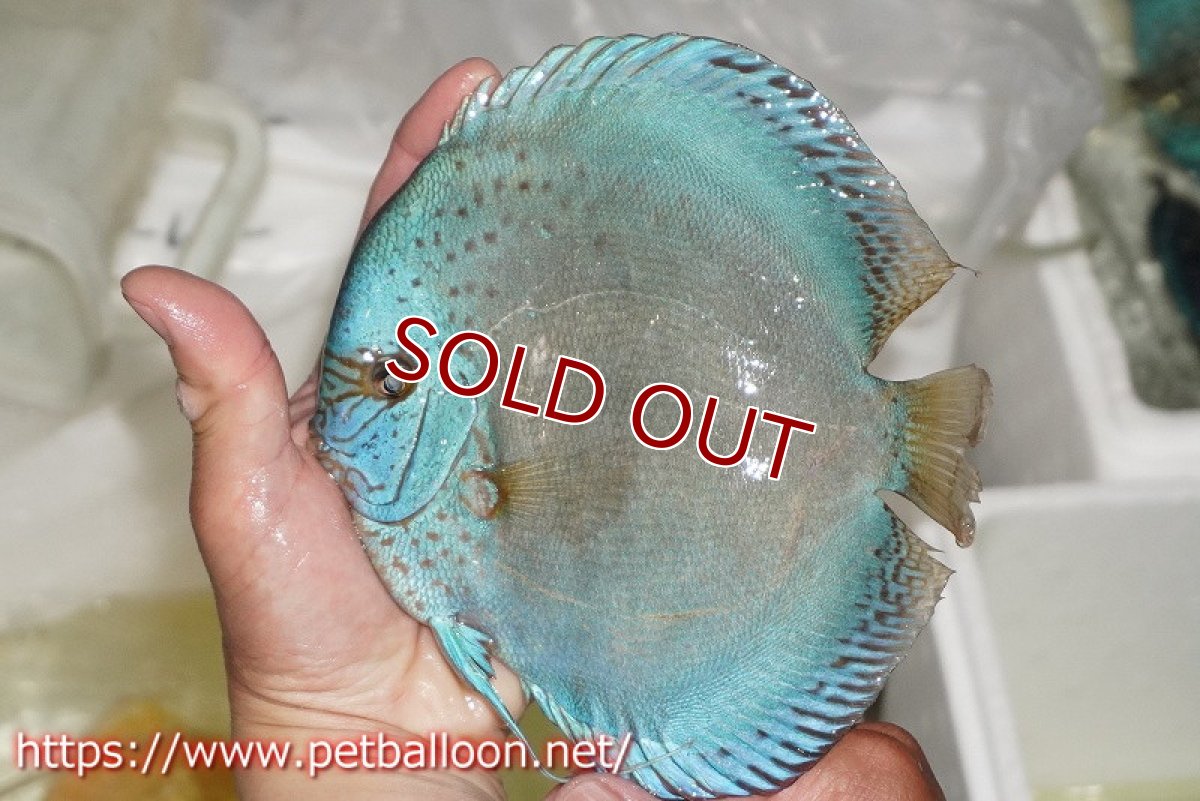 画像3: 【ディスカス】【通販】フルカラージャイアントコバルトブルーターコイズ ハイフォーム【個体ペア販売】17-18cm（生体）マレーシア　NAディスカスファーム (3)