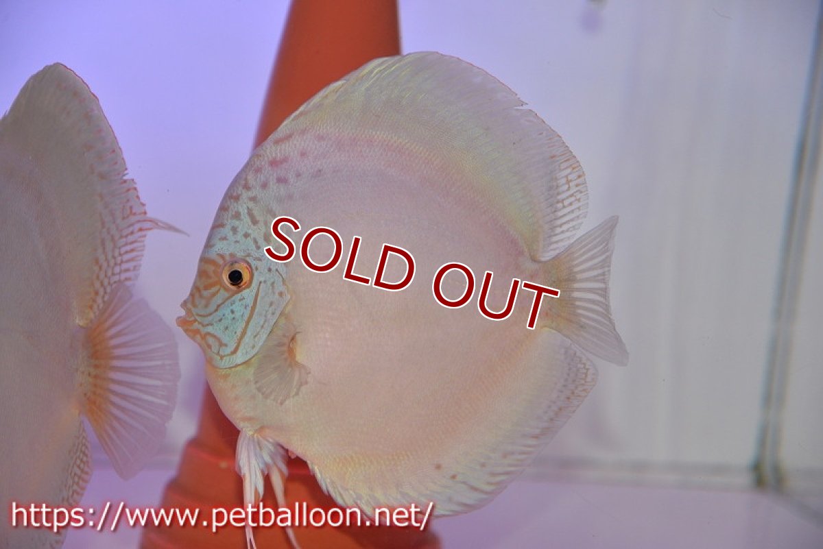 画像5: 【ディスカス】【通販】フルカラージャイアントコバルトブルーターコイズ ハイフォーム【個体ペア販売】17-18cm（生体）マレーシア　NAディスカスファーム (5)