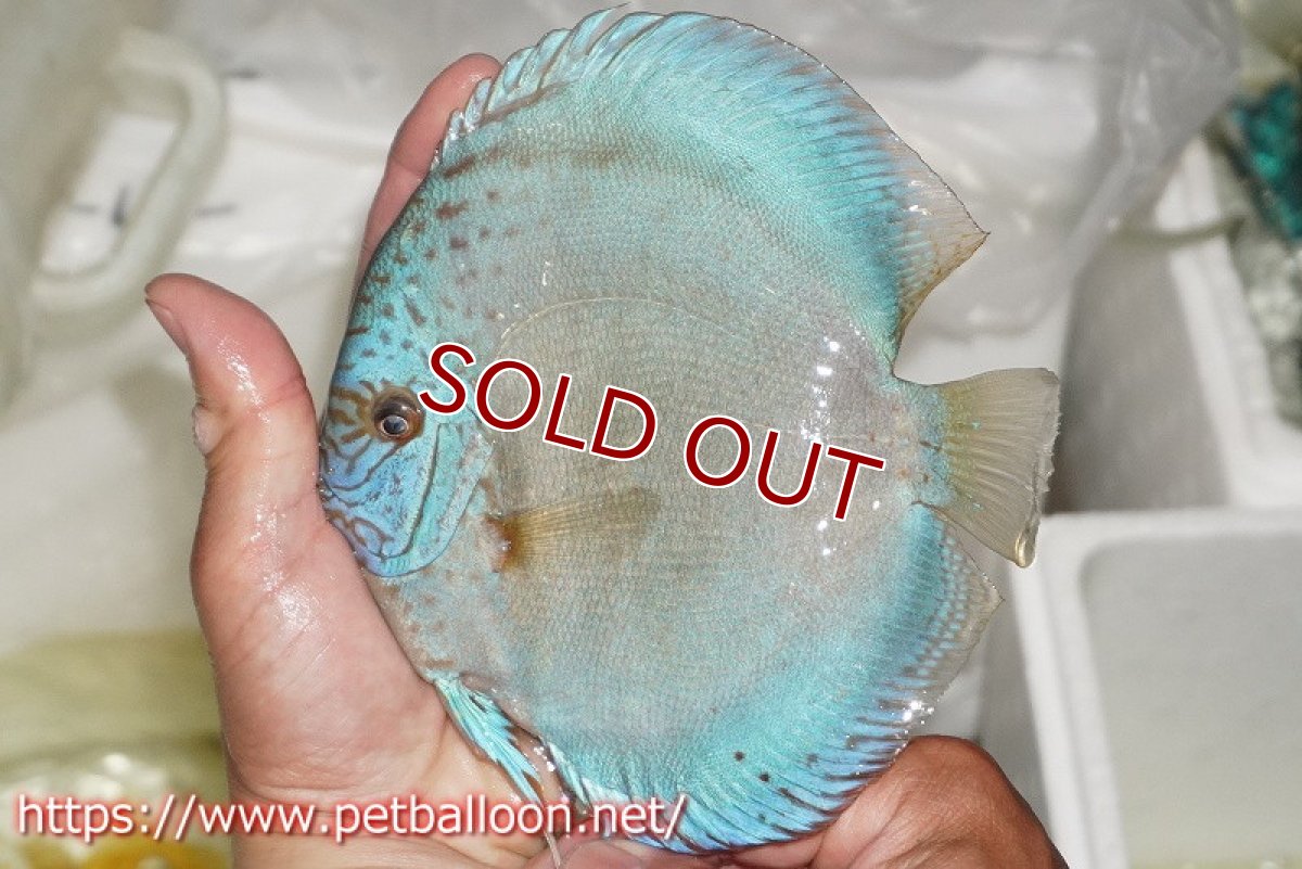 画像6: 【ディスカス】【通販】フルカラージャイアントコバルトブルーターコイズ ハイフォーム【個体ペア販売】17-18cm（生体）マレーシア　NAディスカスファーム (6)