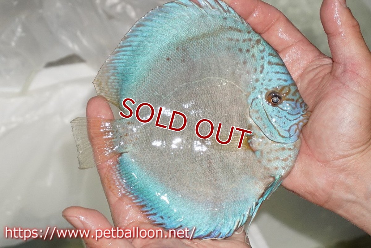 画像7: 【ディスカス】【通販】フルカラージャイアントコバルトブルーターコイズ ハイフォーム【個体ペア販売】17-18cm（生体）マレーシア　NAディスカスファーム (7)