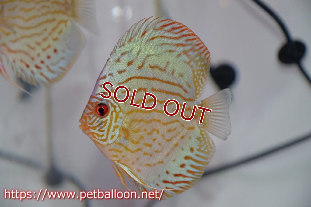 画像2: 【ディスカス】【通販】【今年最終入荷 激レア個体】オールドジャックワットレーセルーリア（ピュア）【個体ペア販売】11cm（生体）国産ディスカス　京都産 (2)