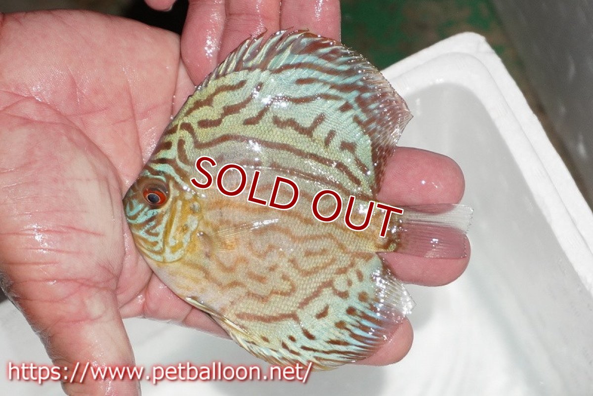 画像3: 【ディスカス】【通販】【今年最終入荷 激レア個体】オールドジャックワットレーセルーリア（ピュア）【個体ペア販売】11cm（生体）国産ディスカス　京都産 (3)