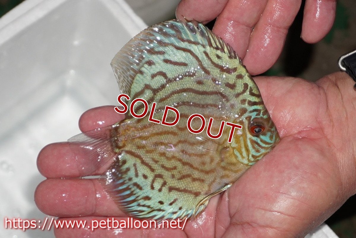 画像4: 【ディスカス】【通販】【今年最終入荷 激レア個体】オールドジャックワットレーセルーリア（ピュア）【個体ペア販売】11cm（生体）国産ディスカス　京都産 (4)