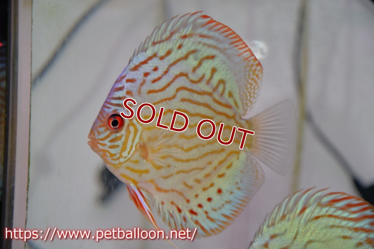 画像5: 【ディスカス】【通販】【今年最終入荷 激レア個体】オールドジャックワットレーセルーリア（ピュア）【個体ペア販売】11cm（生体）国産ディスカス　京都産 (5)