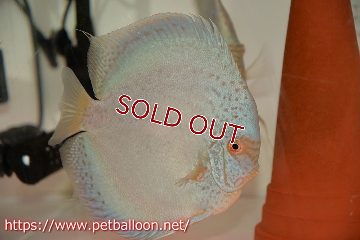 画像2: 【ディスカス】【通販】【産卵経験あり】フルカラージャイアントコバルトブルーターコイズ ハイフォーム【個体ペア販売】17-18cm（生体）マレーシア　NAディスカスファーム (2)