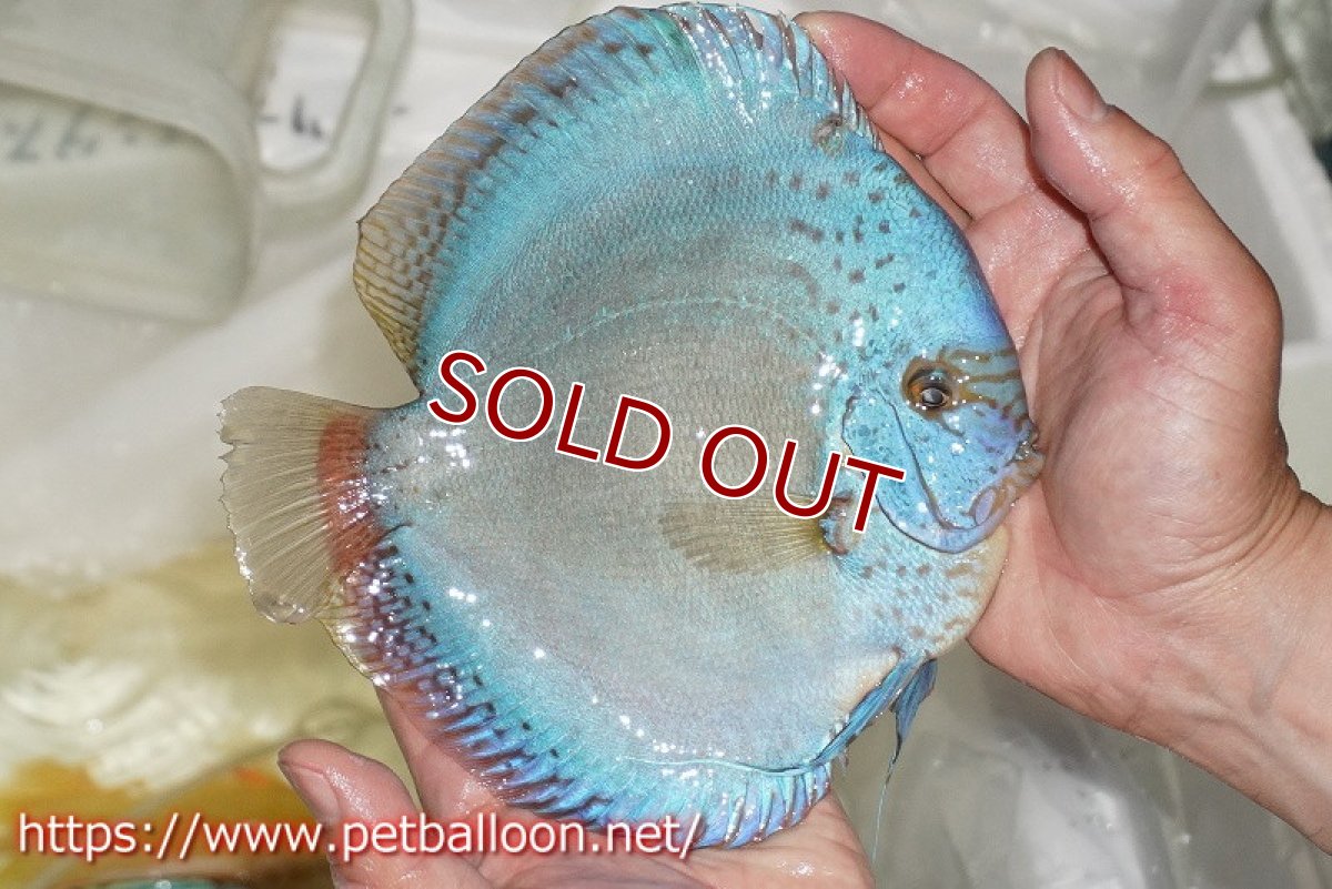 画像4: 【ディスカス】【通販】【産卵経験あり】フルカラージャイアントコバルトブルーターコイズ ハイフォーム【個体ペア販売】17-18cm（生体）マレーシア　NAディスカスファーム (4)