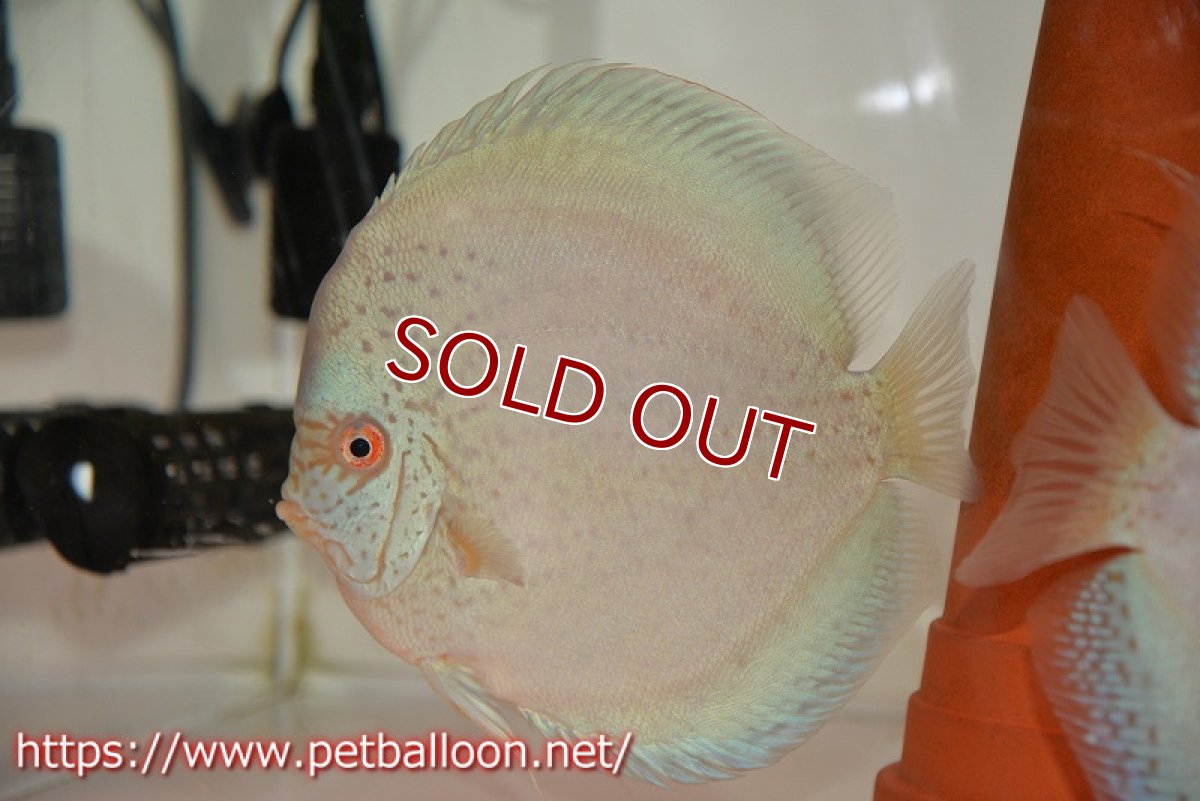 画像5: 【ディスカス】【通販】【産卵経験あり】フルカラージャイアントコバルトブルーターコイズ ハイフォーム【個体ペア販売】17-18cm（生体）マレーシア　NAディスカスファーム (5)