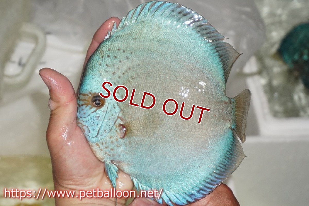 画像6: 【ディスカス】【通販】【産卵経験あり】フルカラージャイアントコバルトブルーターコイズ ハイフォーム【個体ペア販売】17-18cm（生体）マレーシア　NAディスカスファーム (6)