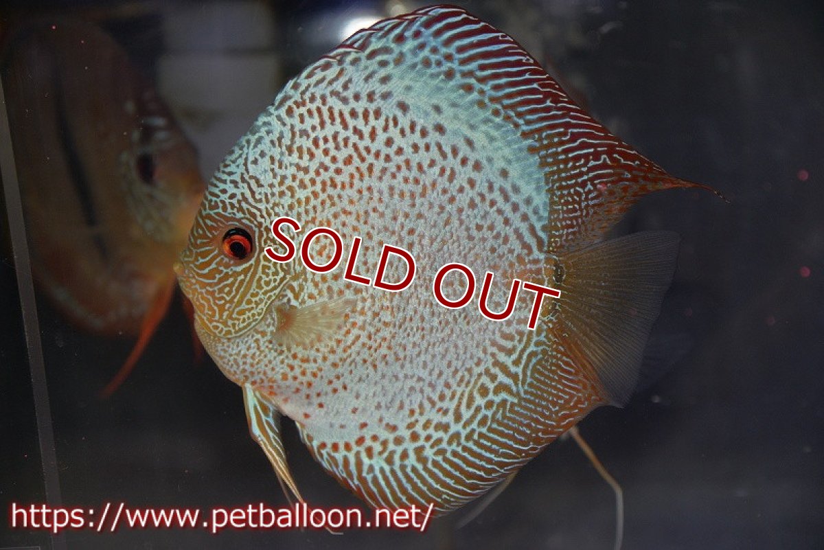 画像2: 【ディスカス】【通販】【産卵経験あり】ブルースコーピオン　スポットタイプ【個体ペア販売】15-16cm（生体） (2)