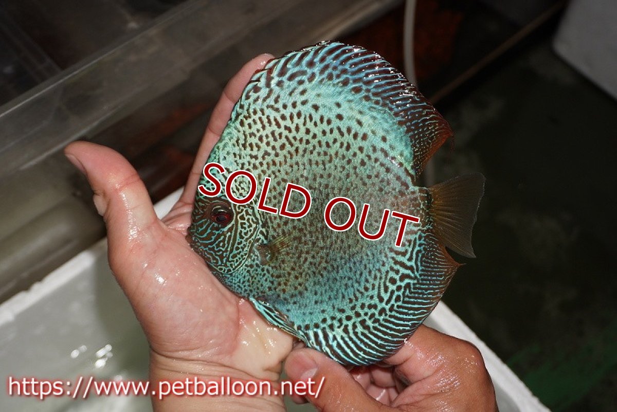 画像3: 【ディスカス】【通販】【産卵経験あり】ブルースコーピオン　スポットタイプ【個体ペア販売】15-16cm（生体） (3)