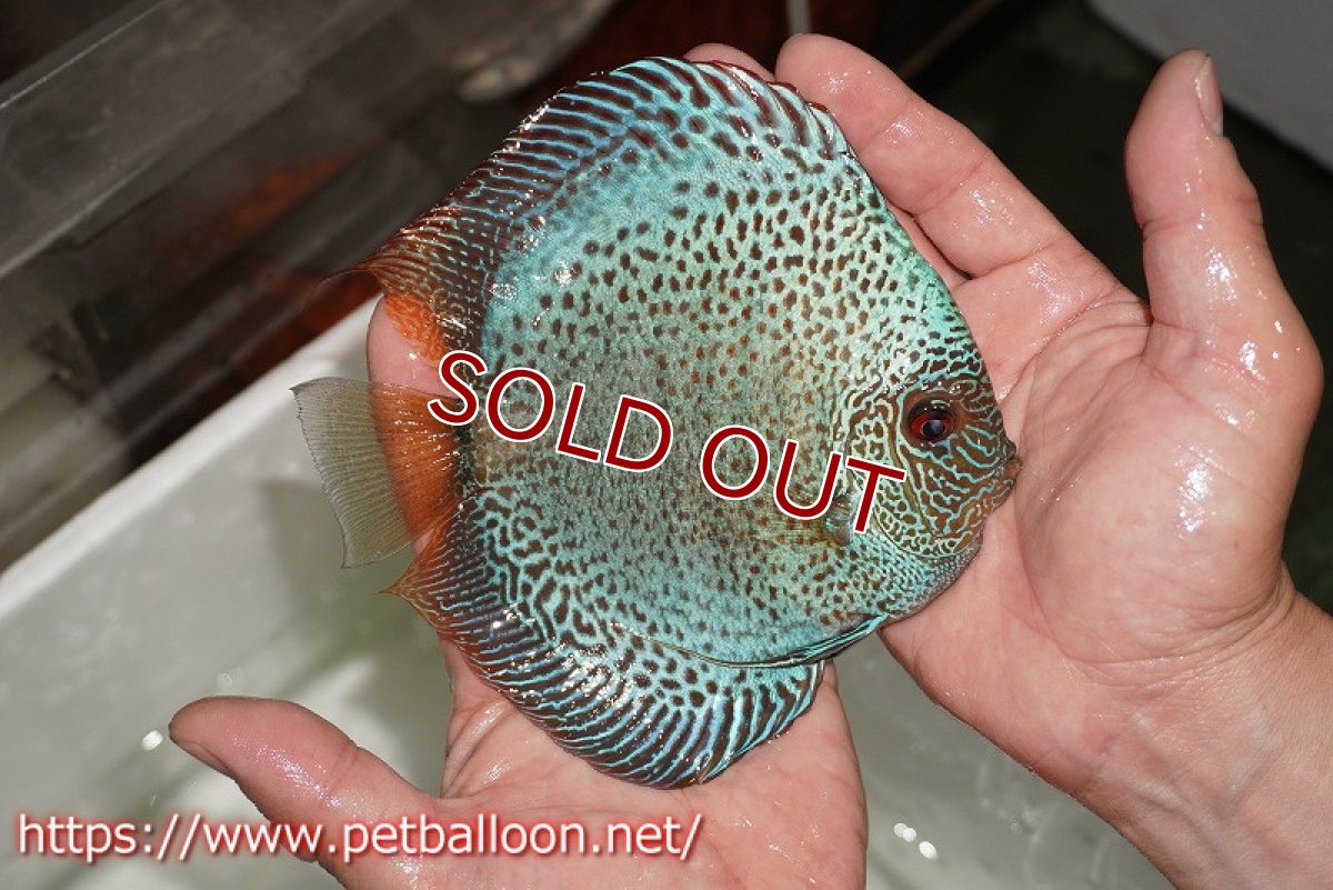 画像4: 【ディスカス】【通販】【産卵経験あり】ブルースコーピオン　スポットタイプ【個体ペア販売】15-16cm（生体） (4)