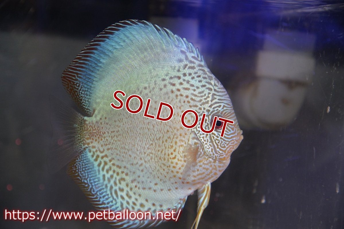 画像5: 【ディスカス】【通販】【産卵経験あり】ブルースコーピオン　スポットタイプ【個体ペア販売】15-16cm（生体） (5)