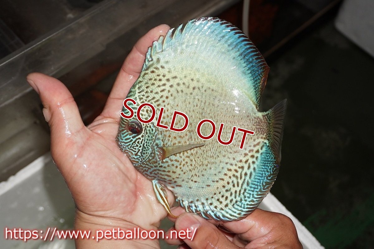 画像6: 【ディスカス】【通販】【産卵経験あり】ブルースコーピオン　スポットタイプ【個体ペア販売】15-16cm（生体） (6)