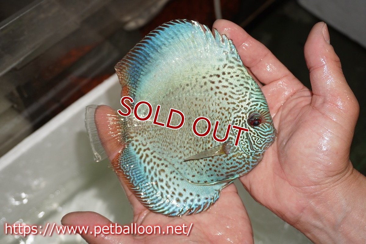 画像7: 【ディスカス】【通販】【産卵経験あり】ブルースコーピオン　スポットタイプ【個体ペア販売】15-16cm（生体） (7)