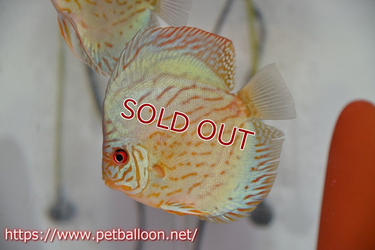 画像2: 【ディスカス】【通販】【今年最終入荷 激レア個体】オールドジャックワットレーセルーリア（ピュア）【個体ペア販売】11-12cm（生体）国産ディスカス　京都産 (2)