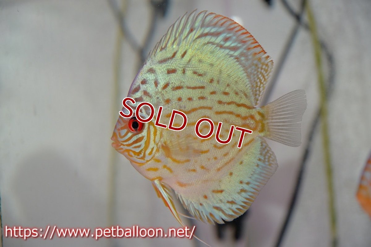 画像3: 【ディスカス】【通販】【今年最終入荷 激レア個体】オールドジャックワットレーセルーリア（ピュア）【個体ペア販売】11-12cm（生体）国産ディスカス　京都産 (3)