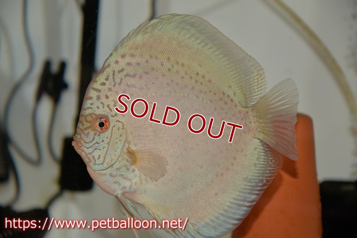 画像2: 【ディスカス】【通販】【産卵経験あり】スポッテッドロイヤルブルーサクラ ハイフォーム【個体ペア販売】16-17cm（生体）マレーシア　NAディスカスファーム (2)