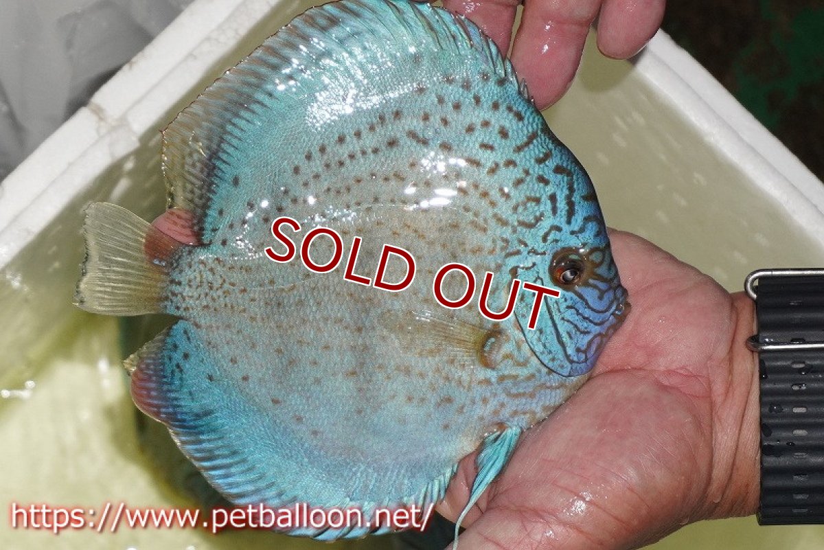 画像4: 【ディスカス】【通販】【産卵経験あり】スポッテッドロイヤルブルーサクラ ハイフォーム【個体ペア販売】16-17cm（生体）マレーシア　NAディスカスファーム (4)