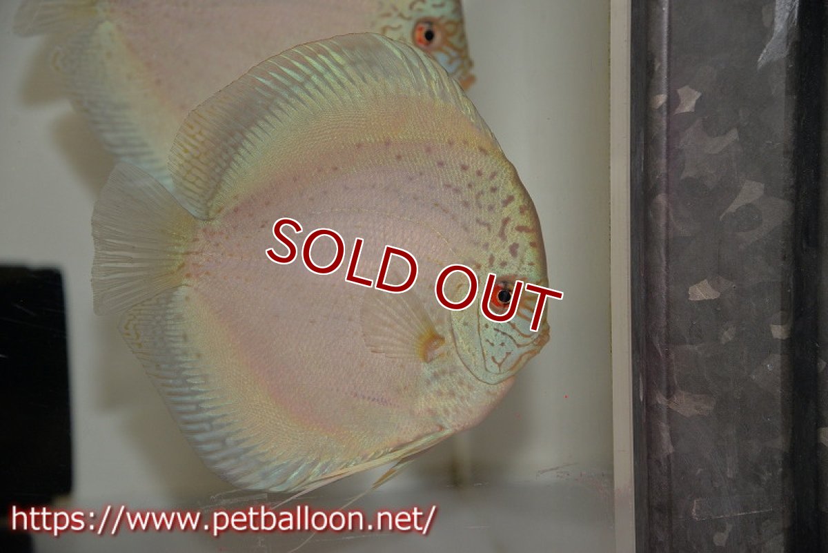画像5: 【ディスカス】【通販】【産卵経験あり】スポッテッドロイヤルブルーサクラ ハイフォーム【個体ペア販売】16-17cm（生体）マレーシア　NAディスカスファーム (5)
