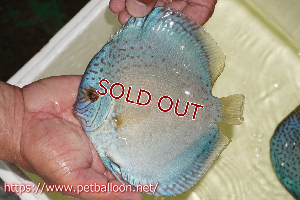 画像6: 【ディスカス】【通販】【産卵経験あり】スポッテッドロイヤルブルーサクラ ハイフォーム【個体ペア販売】16-17cm（生体）マレーシア　NAディスカスファーム (6)