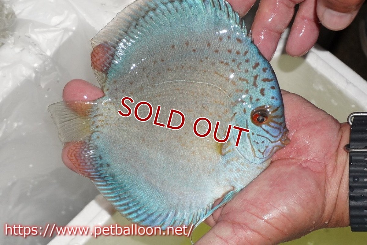 画像7: 【ディスカス】【通販】【産卵経験あり】スポッテッドロイヤルブルーサクラ ハイフォーム【個体ペア販売】16-17cm（生体）マレーシア　NAディスカスファーム (7)