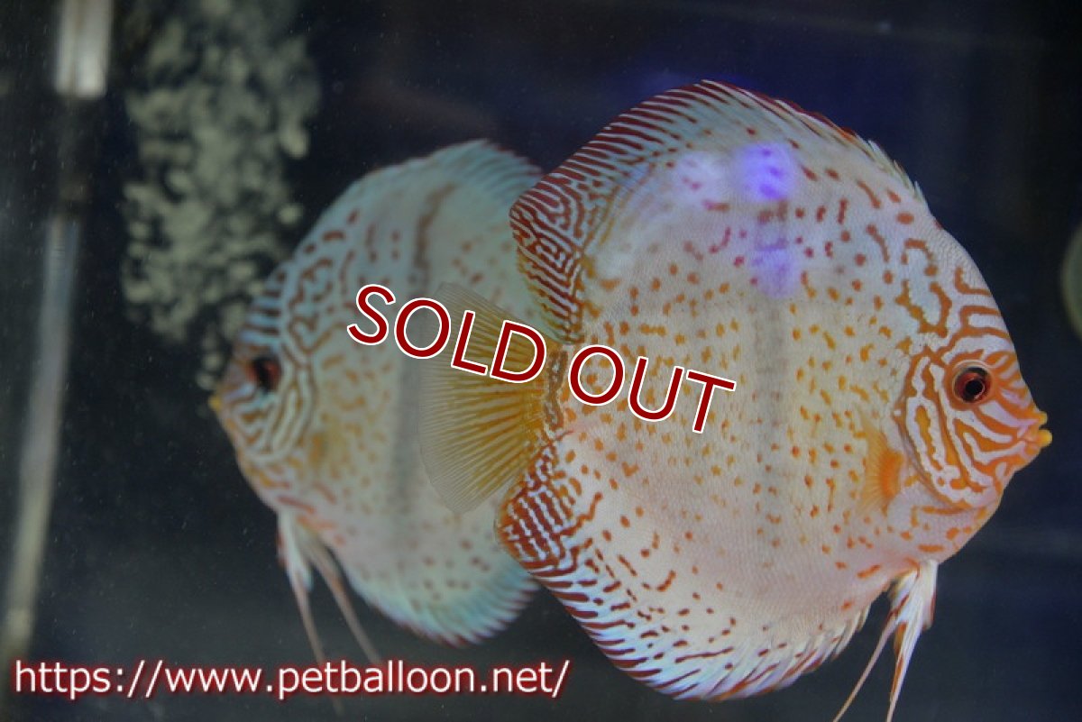 画像1: 【ディスカスペア祭り対象個体】【ディスカス】【通販】【産卵経験あり】スターダストブルーヘッケル【個体ペア販売】15-16cm（生体） (1)