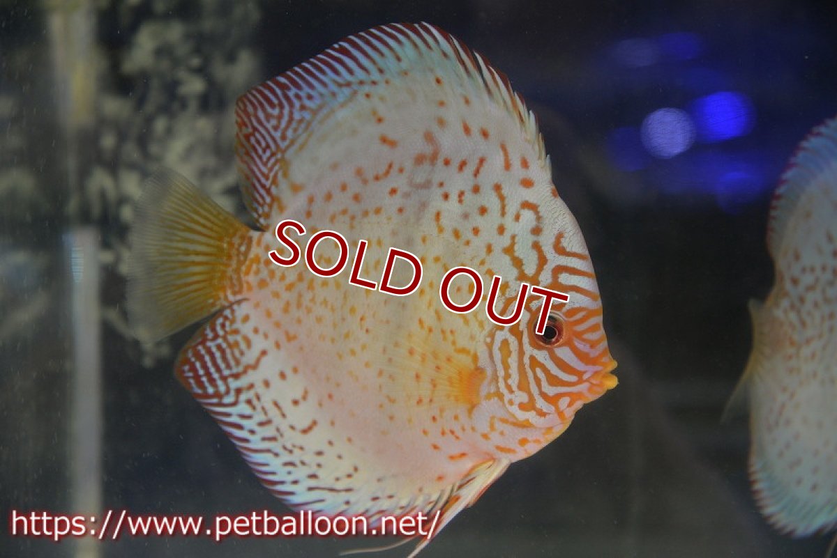 画像2: 【ディスカスペア祭り対象個体】【ディスカス】【通販】【産卵経験あり】スターダストブルーヘッケル【個体ペア販売】15-16cm（生体） (2)