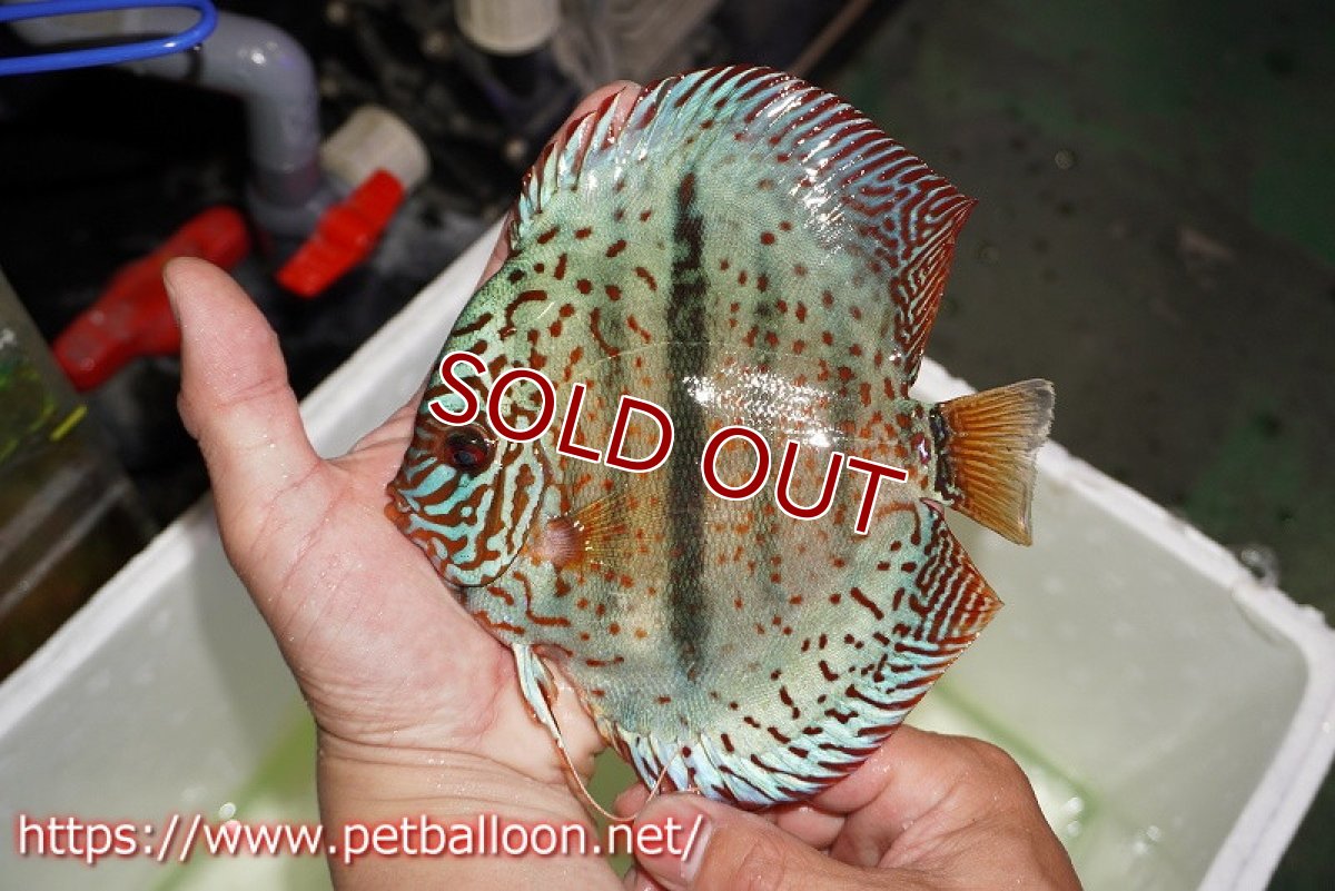 画像3: 【ディスカスペア祭り対象個体】【ディスカス】【通販】【産卵経験あり】スターダストブルーヘッケル【個体ペア販売】15-16cm（生体） (3)