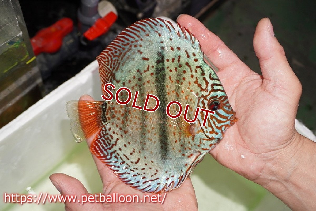 画像4: 【ディスカスペア祭り対象個体】【ディスカス】【通販】【産卵経験あり】スターダストブルーヘッケル【個体ペア販売】15-16cm（生体） (4)