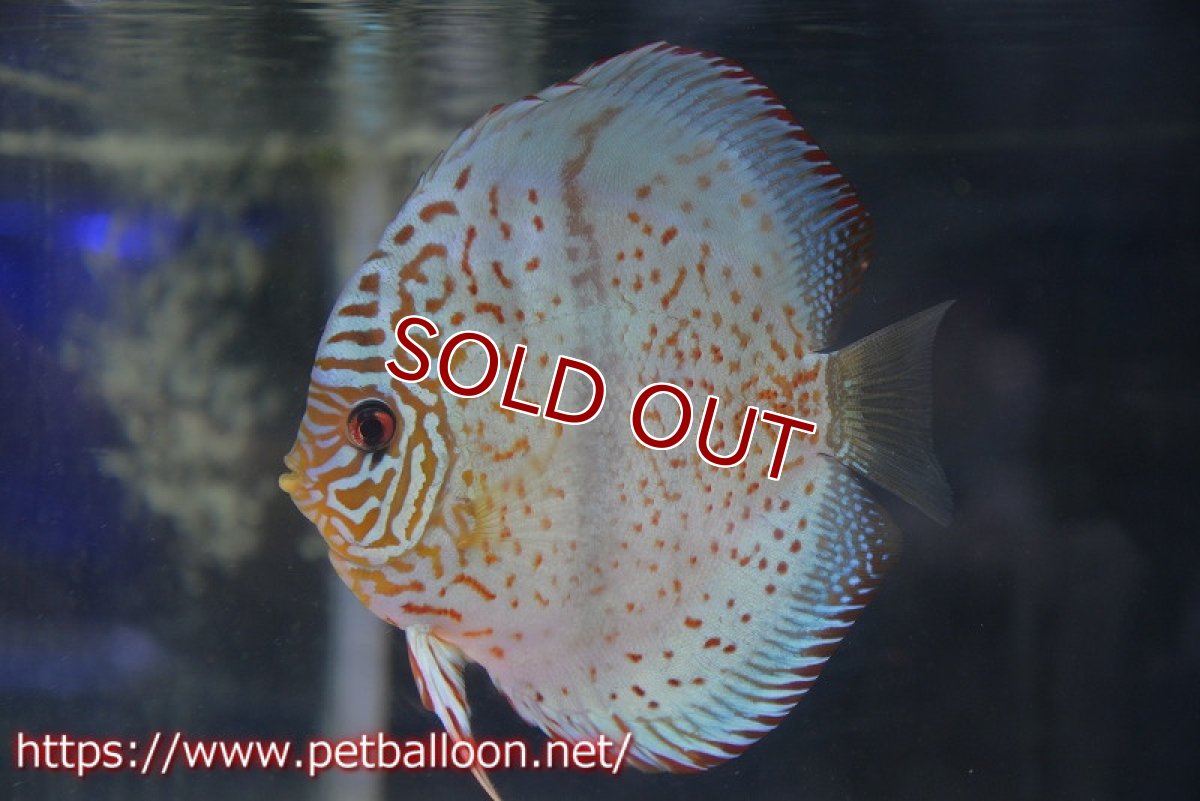 画像5: 【ディスカスペア祭り対象個体】【ディスカス】【通販】【産卵経験あり】スターダストブルーヘッケル【個体ペア販売】15-16cm（生体） (5)