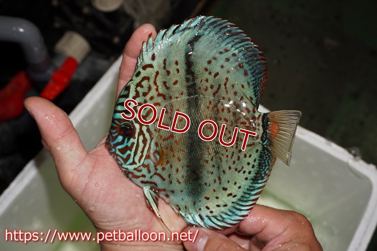 画像6: 【ディスカスペア祭り対象個体】【ディスカス】【通販】【産卵経験あり】スターダストブルーヘッケル【個体ペア販売】15-16cm（生体） (6)