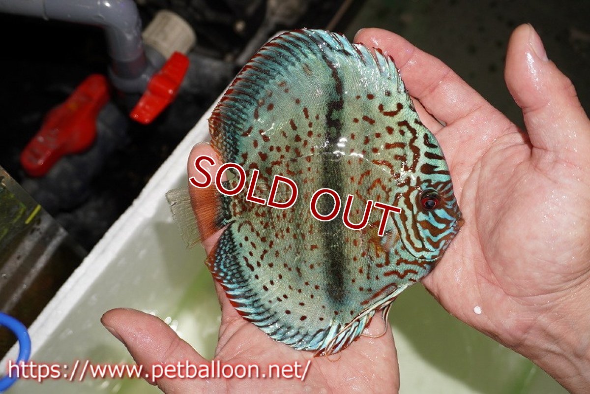 画像7: 【ディスカスペア祭り対象個体】【ディスカス】【通販】【産卵経験あり】スターダストブルーヘッケル【個体ペア販売】15-16cm（生体） (7)