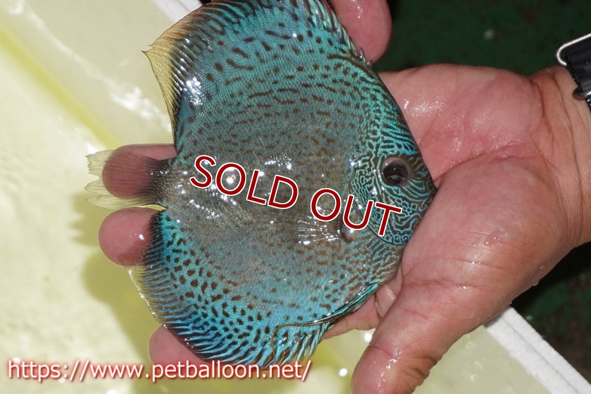 画像2: 【ディスカス】【通販】ブルースコーピオン（ハイフォーム）【個体販売】13-14cm（生体）マレーシア　KLディスカスファーム (2)