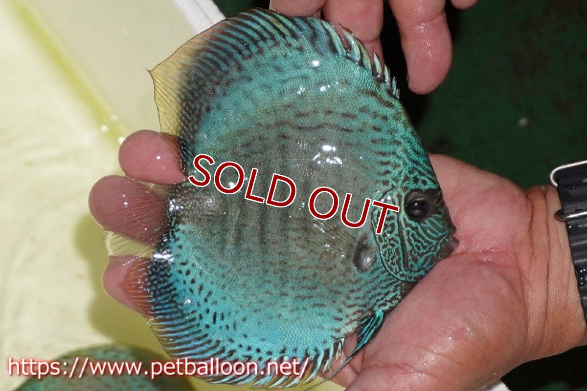 画像2: 【ディスカス】【通販】ブルースコーピオン（ハイフォーム）【個体販売】13-14cm（生体）マレーシア　KLディスカスファーム (2)