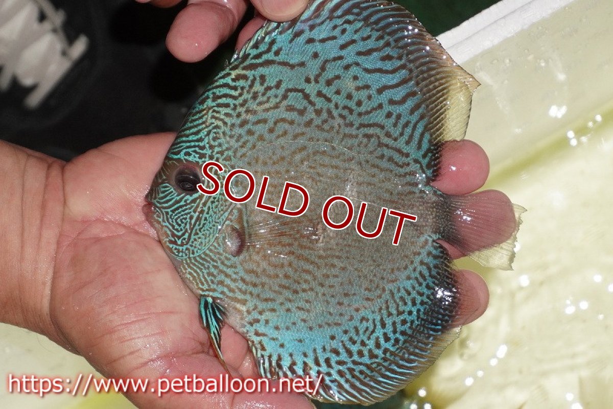 画像2: 【ディスカス】【通販】ブルースコーピオン（ハイフォーム）【個体販売】13-14cm（生体）マレーシア　KLディスカスファーム (2)