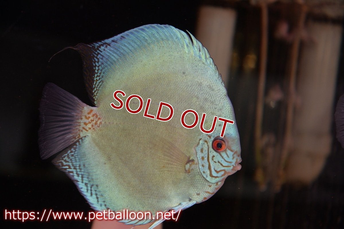 画像2: 【ディスカス】【通販】【体着経験あり】リフレクションDコバルト　【個体ペア販売】14-15cm（生体）マレーシア　KLディスカスファーム (2)